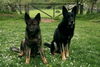 Deutscher Schäferhund Foto: Unja und Aron (ID 32402) Deutscher Schäferhund Hund
