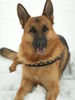 Deutscher Schäferhund Foto: Happy Birthday Maik zum 5. Geburtstag! (ID 27370) Deutscher Schäferhund Hund