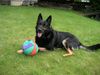 Deutscher Schäferhund Foto: Das ist Boy ! (ID 11128) Deutscher Schäferhund Hund