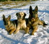 Deutscher Schäferhund Foto: Kyana, Cisco und Ayko (ID 32970) Deutscher Schäferhund Hund