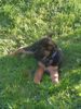 Deutscher Schäferhund Foto: Orca mit 9 Wochen (ID 20033) Deutscher Schäferhund Hund