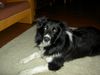 Deutscher Schäferhund Foto: schon mal was schöneres gesehen ? (ID 14536) Deutscher Schäferhund Hund
