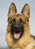 Deutscher Schäferhund Foto: Können diese Augen lügen? (ID 27619) Deutscher Schäferhund Hund