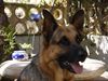 Deutscher Schäferhund Foto: Nero von Santa Pola (ID 3003) Deutscher Schäferhund Hund