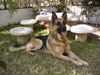 Deutscher Schäferhund Foto: Mein lieber Nero (ID 3022) Deutscher Schäferhund Hund