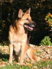 Deutscher Schäferhund Foto: Raika, begleitet unsere Hovis auf ihren Spaziergängen (ID 35404) Deutscher Schäferhund Hund