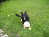 Deutscher Schäferhund Foto: Rex mit Ball (ID 15756) Deutscher Schäferhund Hund