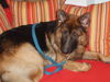 Deutscher Schäferhund Foto: Mahh Doggi der echte Schäferhund (ID 33408) Deutscher Schäferhund Hund
