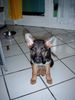 Deutscher Schäferhund Foto: Das sind keine Pommestüten...Leyla 12 Wochen (ID 14466) Deutscher Schäferhund Hund