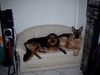 Deutscher Schäferhund Foto: Django und Leyla (3 und 1 Jahre alt) (ID 14467) Deutscher Schäferhund Hund