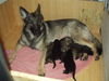 Deutscher Schäferhund Foto: Josef vom Klostersee mit Mutter und Geschwistern (ID 28916) Deutscher Schäferhund Hund