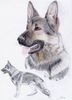 Deutscher Schäferhund Foto: Ein selbst gemaltes bild von mir. (ID 4132) Deutscher Schäferhund Hund