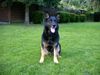 Deutscher Schäferhund Foto: Rex (ID 15513) Deutscher Schäferhund Hund