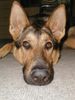 Deutscher Schäferhund Foto: Sieht aus wie eine Fledermaus (ID 6591) Deutscher Schäferhund Hund