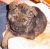Deutscher Schäferhund Foto: Sila mit 2 Monaten (ID 13671) Deutscher Schäferhund Hund