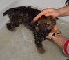 Deutscher Schäferhund Foto: Sila (ID 13850) Deutscher Schäferhund Hund
