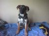 Deutscher Schäferhund Foto: schäfer-mix sindy (ID 9453) Deutscher Schäferhund Hund