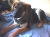 Deutscher Schäferhund Foto: schäfer-mix sindy (ID 9454) Deutscher Schäferhund Hund