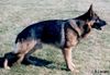 Deutscher Schäferhund Foto: Quincy vom Rüscheneck (ID 13582) Deutscher Schäferhund Hund