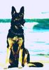 Deutscher Schäferhund Foto: Er war der allerbeste!!! (ID 9623) Deutscher Schäferhund Hund