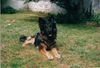Deutscher Schäferhund Foto: Das ist Teddy von Daheim, ohne Papiere (ID 13607) Deutscher Schäferhund Hund