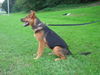 Deutscher Schäferhund Foto: Taiko mit 5 Monaten! (ID 36663) Deutscher Schäferhund Hund
