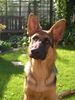 Deutscher Schäferhund Foto: Timo mit 6 Monaten (ID 25481) Deutscher Schäferhund Hund