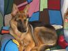 Deutscher Schäferhund Foto: ...ist das nicht sehr bequem? (ID 25520) Deutscher Schäferhund Hund