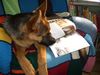 Deutscher Schäferhund Foto: Es geht eben nichts über ein gutes Buch! (ID 25521) Deutscher Schäferhund Hund
