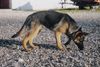 Deutscher Schäferhund Foto: na findet ihr jetzt meinen lux! ohne gitter wie auf seite zwei!?? *gg* (ID 18634) Deutscher Schäferhund Hund