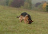 Deutscher Schäferhund Foto: Bexter such Mäuschen (ID 26145) Deutscher Schäferhund Hund