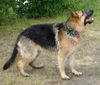 Deutscher Schäferhund Foto: Zakk3 (ID 14645) Deutscher Schäferhund Hund