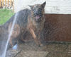 Deutscher Schäferhund Foto: Wasserratte Bexter (ID 26363) Deutscher Schäferhund Hund