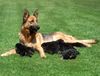Deutscher Schäferhund Foto: Meine stolze Hündin mit Ihren Welpen (ID 24280) Deutscher Schäferhund Hund