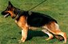 Deutscher Schäferhund Hund