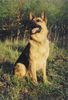Deutscher Schäferhund Foto: aero (ID 4414) Deutscher Schäferhund Hund