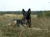 Deutscher Schäferhund Foto: Fantasy von der Nöttinger Heide (Akira) (ID 6517) Deutscher Schäferhund Hund