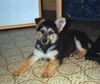Deutscher Schäferhund Hund