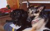 Deutscher Schäferhund Foto: Alina (DSH) und Marco (Neufimix) beim Kuscheln.. (ID 3185) Deutscher Schäferhund Hund