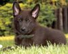 Deutscher Schäferhund Foto: Isetta vom Auenfels (ID 6804) Deutscher Schäferhund Hund