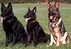 Deutscher Schäferhund Foto: Quax Pomonia, Isetta Auenfels, Wespe Auenfels (ID 6805) Deutscher Schäferhund Hund
