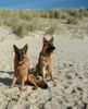 Deutscher Schäferhund Foto: Sylt - nicht nur für Promis ;-) (ID 20051) Deutscher Schäferhund Hund