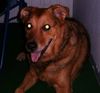 Deutscher Schäferhund Foto: Bommel - Schäfer Mix (ID 13545) Deutscher Schäferhund Hund
