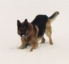 Deutscher Schäferhund Foto: bucki im schnee ....... (ID 12839) Deutscher Schäferhund Hund
