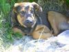 Deutscher Schäferhund Foto: chillen (ID 37072) Deutscher Schäferhund Hund