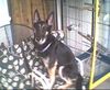 Deutscher Schäferhund Foto: cindy 4jahre (ID 14897) Deutscher Schäferhund Hund