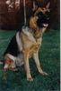 Deutscher Schäferhund Foto: Calla vom Innhof (ID 2337) Deutscher Schäferhund Hund