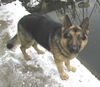Deutscher Schäferhund Foto: Unser Dax 2 Jahre (ID 18556) Deutscher Schäferhund Hund