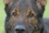 Deutscher Schäferhund Foto: Croqi, mein Sonnenschein - R.I.P. (ID 46793) Deutscher Schäferhund Hund