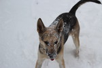 Deutscher Schäferhund Foto: meine lady liebt den schnee hier in new-york grins (ID 47580) Deutscher Schäferhund Hund